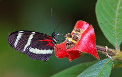 Heliconius pachinus