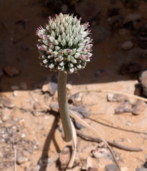 Allium artemisietorum