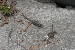 Podarcis muralis
