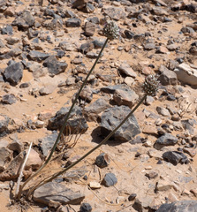 Allium artemisietorum