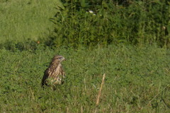 Buteo buteo