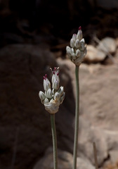 Allium artemisietorum