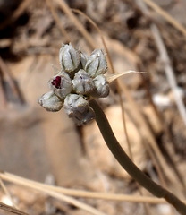 Allium artemisietorum