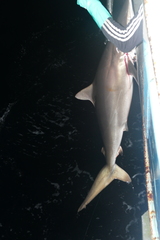 Carcharhinus falciformis