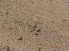 Cicindela coerulea nitida