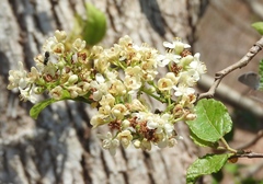 Casearia dolichophylla