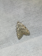 Nola cicatricalis