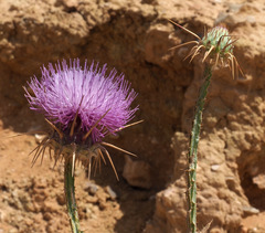 Onopordum alexandrinum