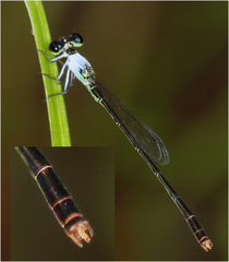 Agriocnemis dobsoni