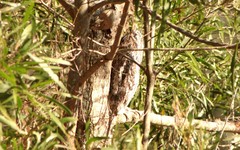 Podargus strigoides strigoides