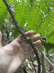 Dioscorea chondrocarpa
