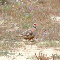 Alectoris rufa hispanica
