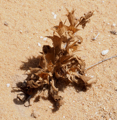 Hyoscyamus pusillus