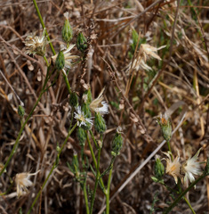 Volutaria crupinoides