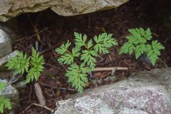 Conioselinum