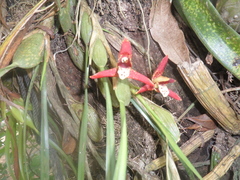 Maxillaria tenuifolia