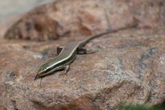 Eutropis carinata