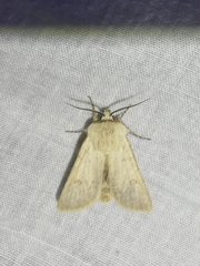 Agrotis turatii