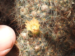 Mammillaria prolifera