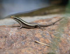 Eutropis carinata