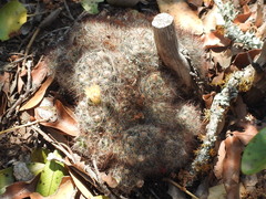 Mammillaria prolifera