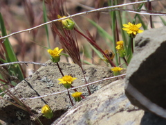 Leptosyne hamiltonii
