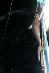 Carcharhinus falciformis