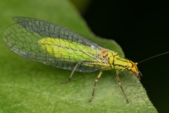 Hypochrysa elegans