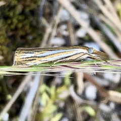 Crambus multilinellus