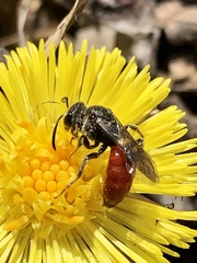 Sphecodes ranunculi