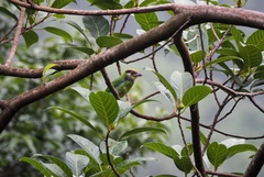 Psilopogon franklinii