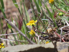 Leptosyne hamiltonii