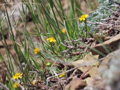 Leptosyne hamiltonii