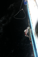 Carcharhinus falciformis