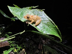 Pristimantis prolatus