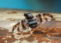 Dyscrasis hendeli