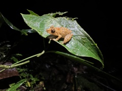 Pristimantis prolatus