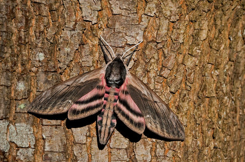 Privet Hawkmoth, Tilburg, NL-NB, NL, photo 4 of 10