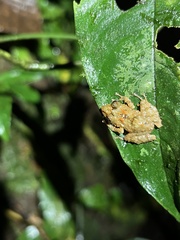 Pristimantis prolatus
