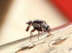 Dyscrasis hendeli