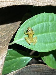 Pristimantis altamnis