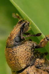 Barynotus obscurus