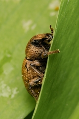 Barynotus obscurus