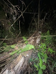 Pristimantis altamnis