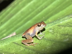 Pristimantis altamnis