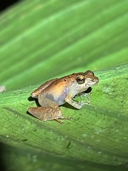 Pristimantis altamnis