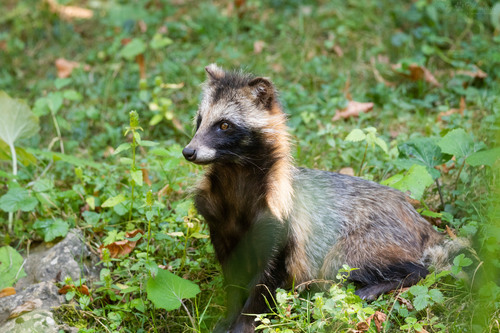 Mainland Raccoon Dog