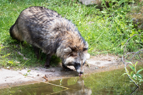 Mainland Raccoon Dog