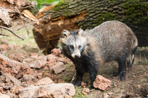 Mainland Raccoon Dog