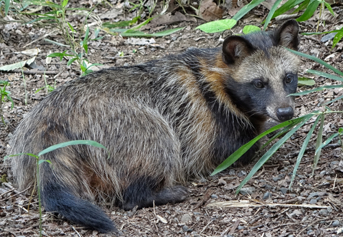 Mainland Raccoon Dog
